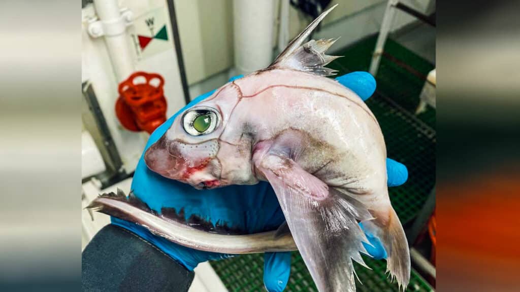 https://revistajaraysedal.es/wp-content/uploads/2021/08/pesca-galicia-puerto.jpg
