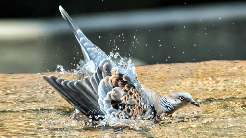 Tórtola bañándose en el agua