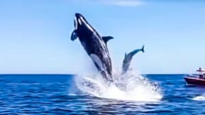 https://revistajaraysedal.es/wp-content/uploads/2021/08/pesca-galicia-puerto.jpg