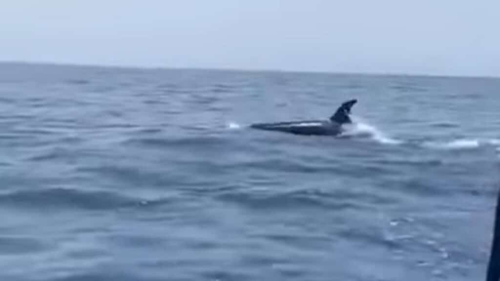 https://revistajaraysedal.es/wp-content/uploads/2021/08/pesca-galicia-puerto.jpg
