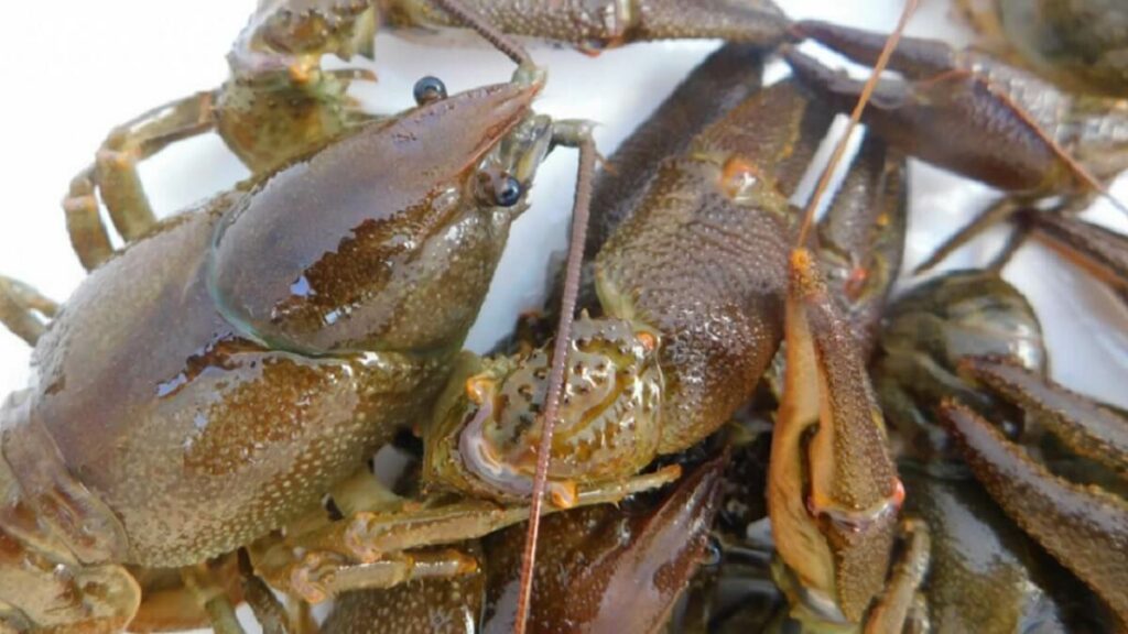https://revistajaraysedal.es/wp-content/uploads/2021/08/pesca-galicia-puerto.jpg