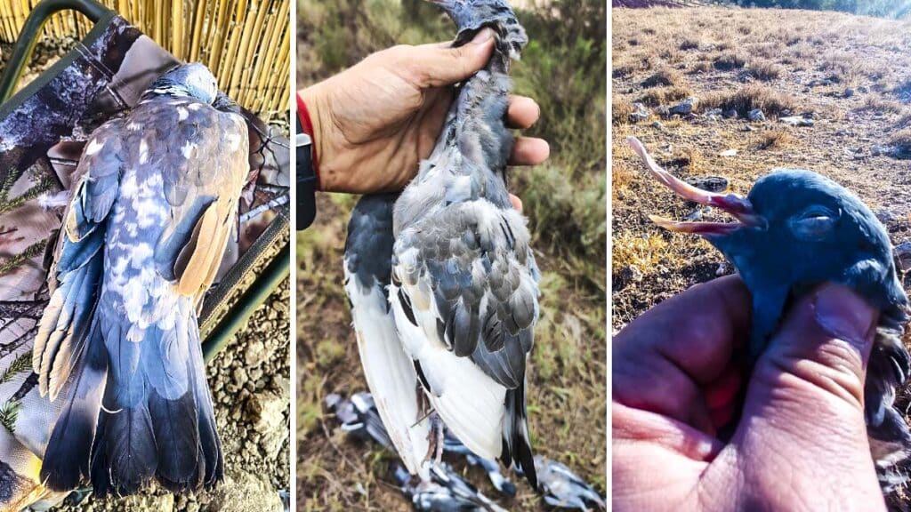 https://revistajaraysedal.es/wp-content/uploads/2021/08/pesca-galicia-puerto.jpg