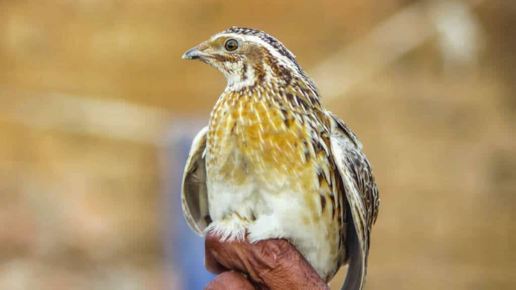 https://revistajaraysedal.es/wp-content/uploads/2021/08/pesca-galicia-puerto.jpg