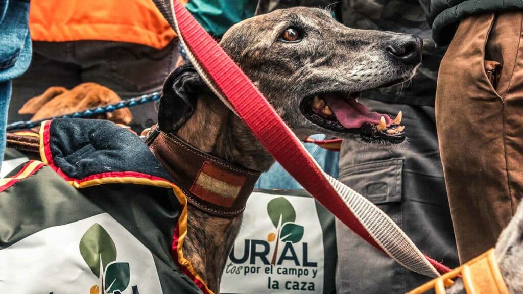 https://revistajaraysedal.es/wp-content/uploads/2021/08/pesca-galicia-puerto.jpg