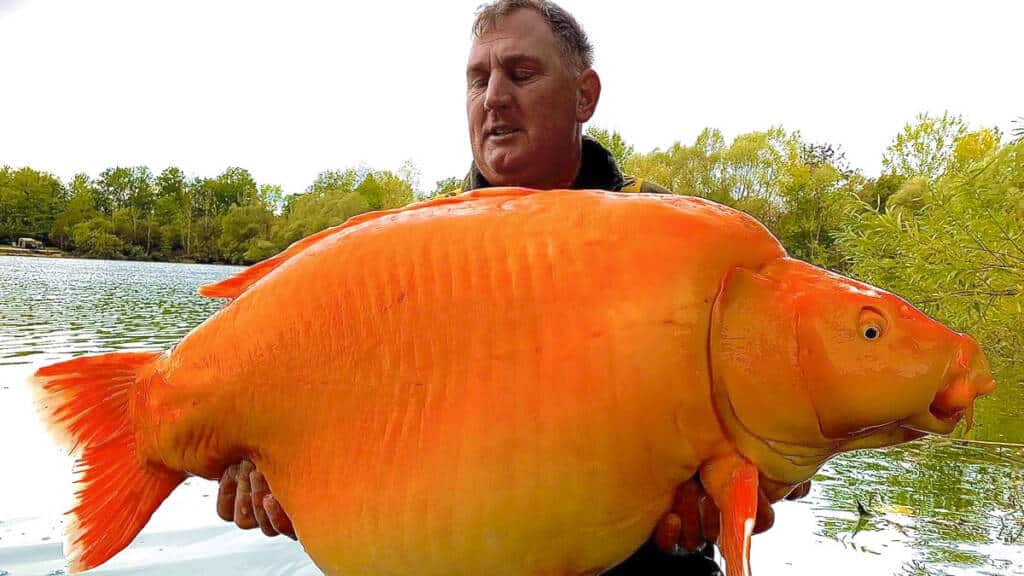 https://revistajaraysedal.es/wp-content/uploads/2021/08/pesca-galicia-puerto.jpg