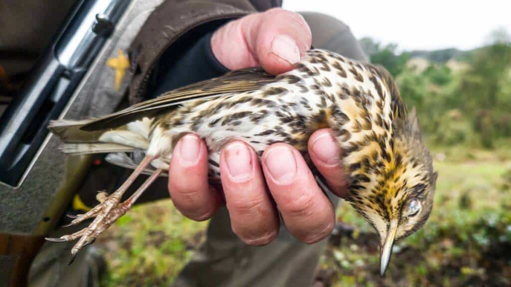 https://revistajaraysedal.es/wp-content/uploads/2021/08/pesca-galicia-puerto.jpg