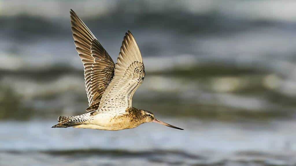 https://revistajaraysedal.es/wp-content/uploads/2021/08/pesca-galicia-puerto.jpg