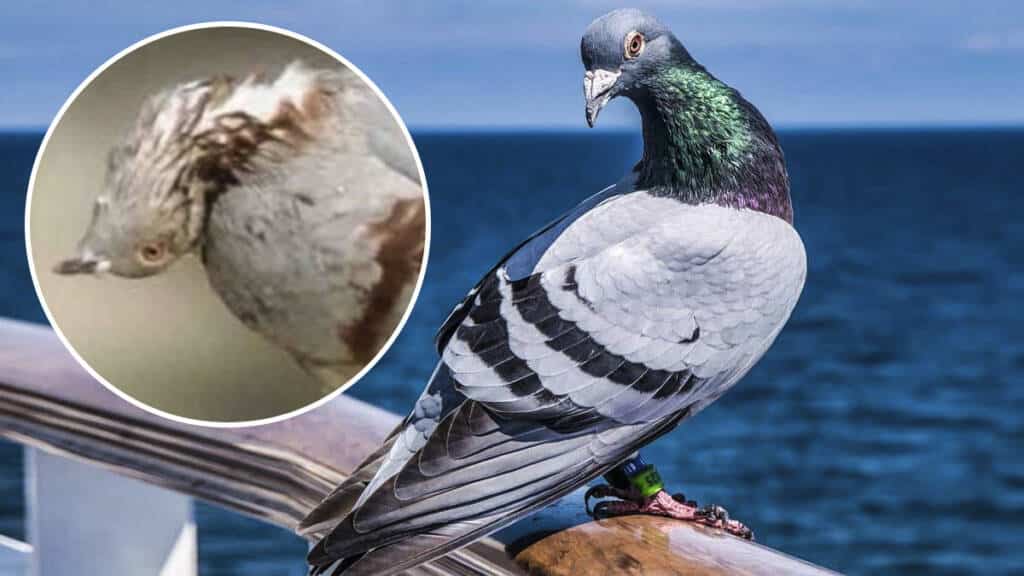 https://revistajaraysedal.es/wp-content/uploads/2021/08/pesca-galicia-puerto.jpg