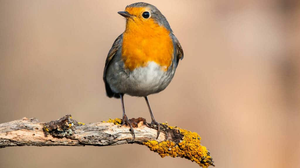 https://revistajaraysedal.es/wp-content/uploads/2021/08/pesca-galicia-puerto.jpg