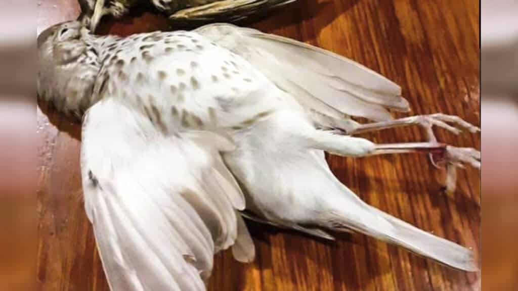 https://revistajaraysedal.es/wp-content/uploads/2021/08/pesca-galicia-puerto.jpg