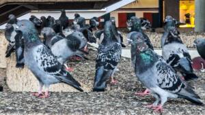 https://revistajaraysedal.es/wp-content/uploads/2021/08/pesca-galicia-puerto.jpg
