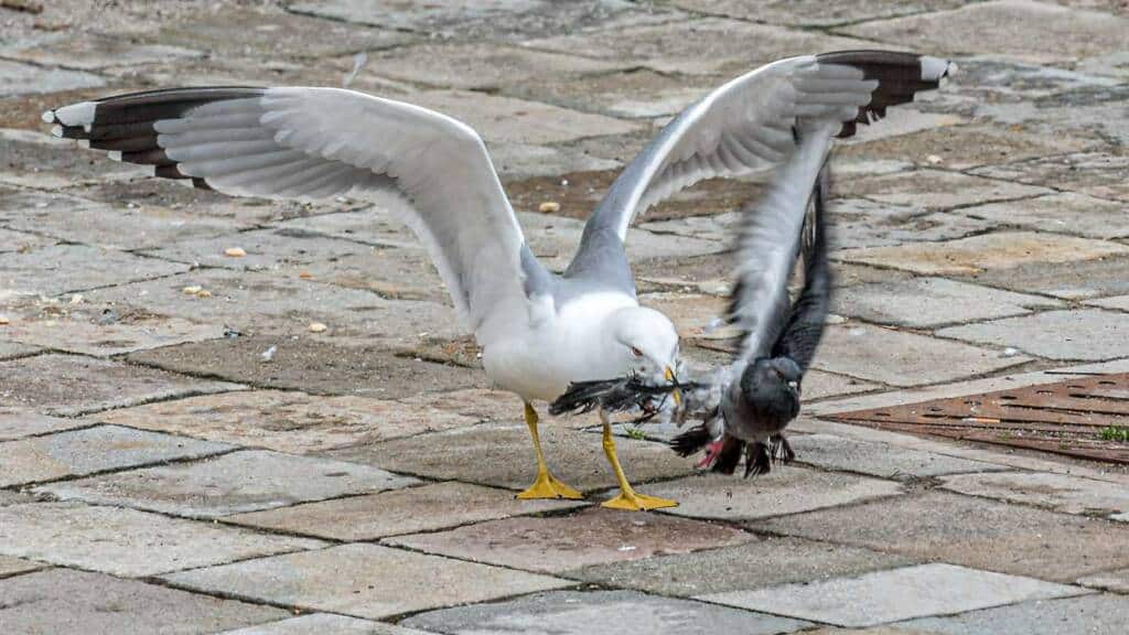 https://revistajaraysedal.es/wp-content/uploads/2021/08/pesca-galicia-puerto.jpg