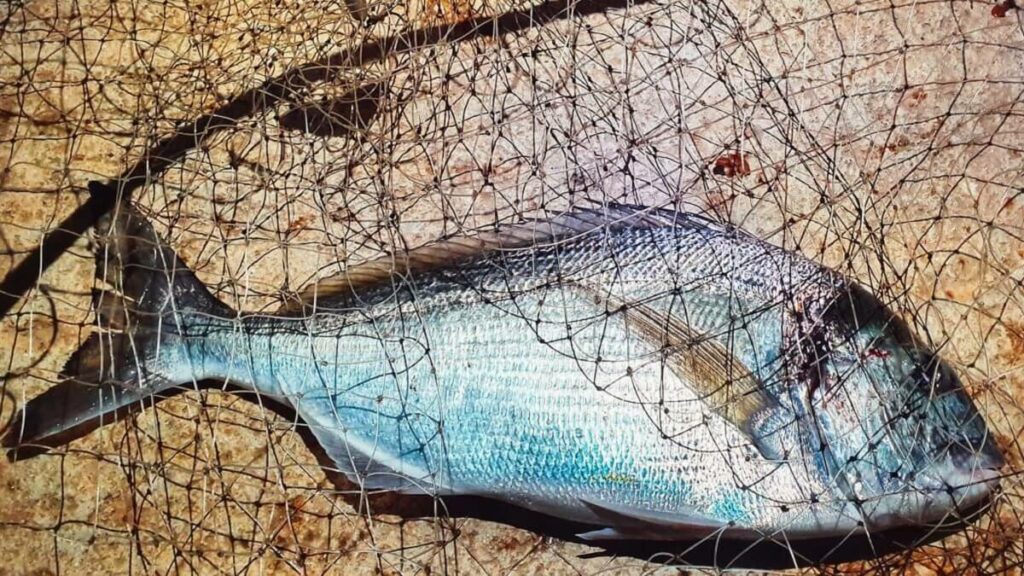 https://revistajaraysedal.es/wp-content/uploads/2021/08/pesca-galicia-puerto.jpg