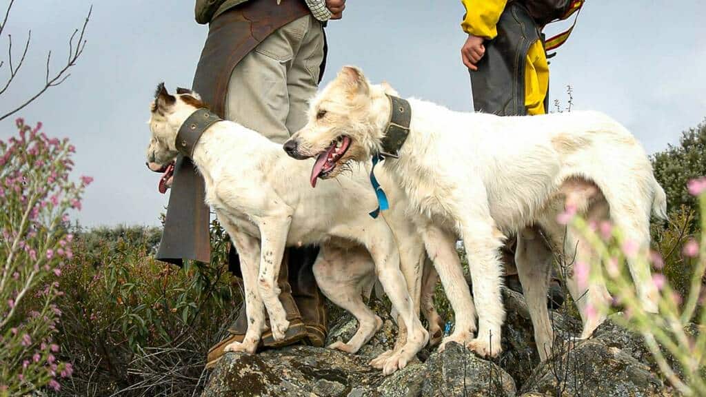 https://revistajaraysedal.es/wp-content/uploads/2021/08/pesca-galicia-puerto.jpg