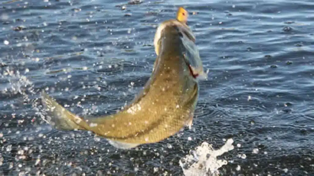 https://revistajaraysedal.es/wp-content/uploads/2021/08/pesca-galicia-puerto.jpg