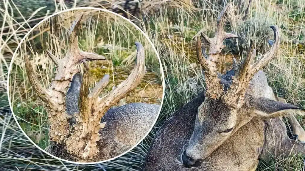 https://revistajaraysedal.es/wp-content/uploads/2021/08/pesca-galicia-puerto.jpg