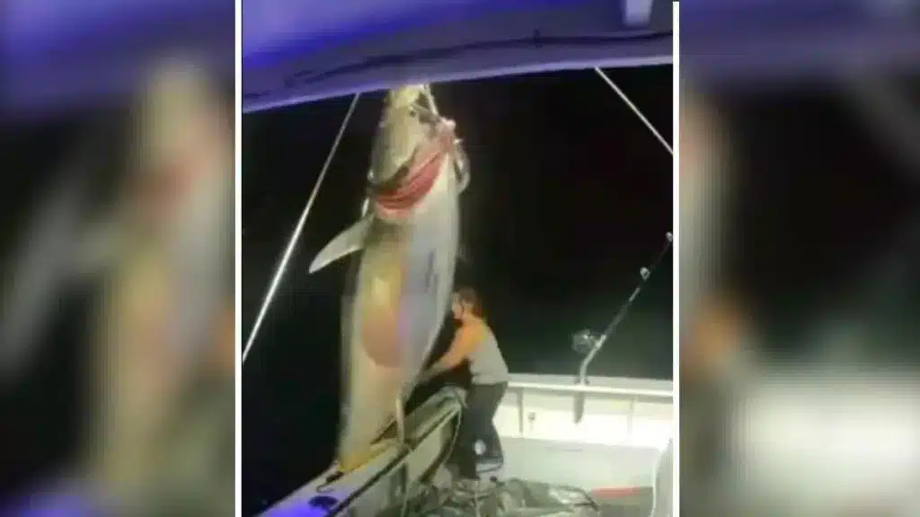 https://revistajaraysedal.es/wp-content/uploads/2021/08/pesca-galicia-puerto.jpg