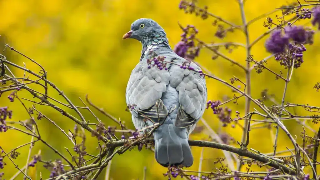 https://revistajaraysedal.es/wp-content/uploads/2021/08/pesca-galicia-puerto.jpg
