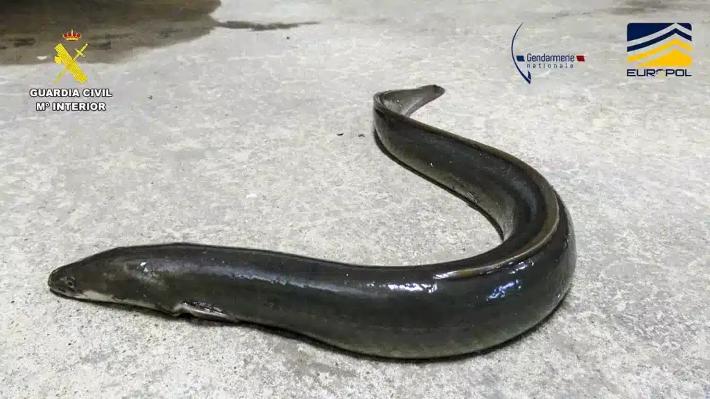 https://revistajaraysedal.es/wp-content/uploads/2021/08/pesca-galicia-puerto.jpg