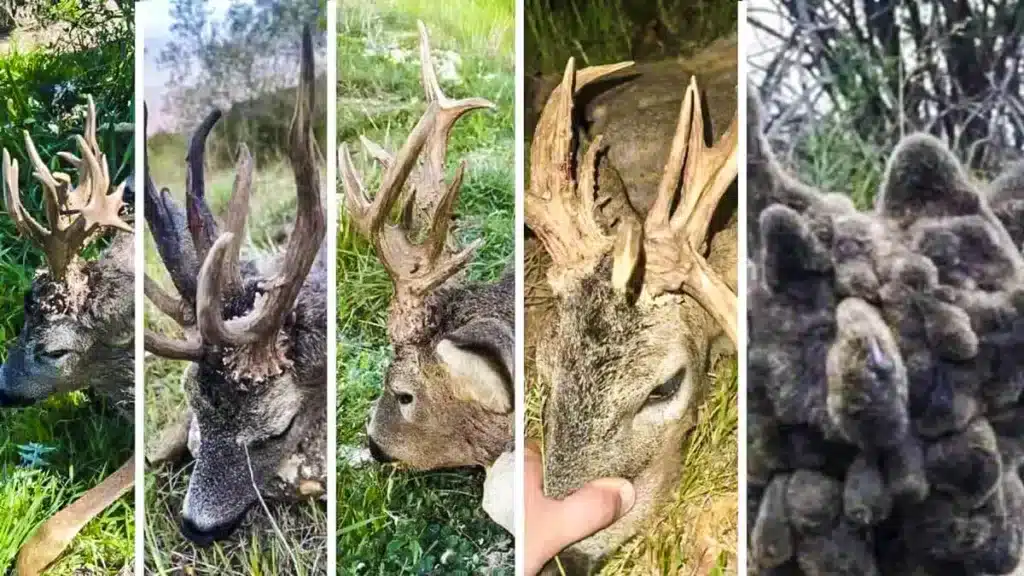 https://revistajaraysedal.es/wp-content/uploads/2021/08/pesca-galicia-puerto.jpg
