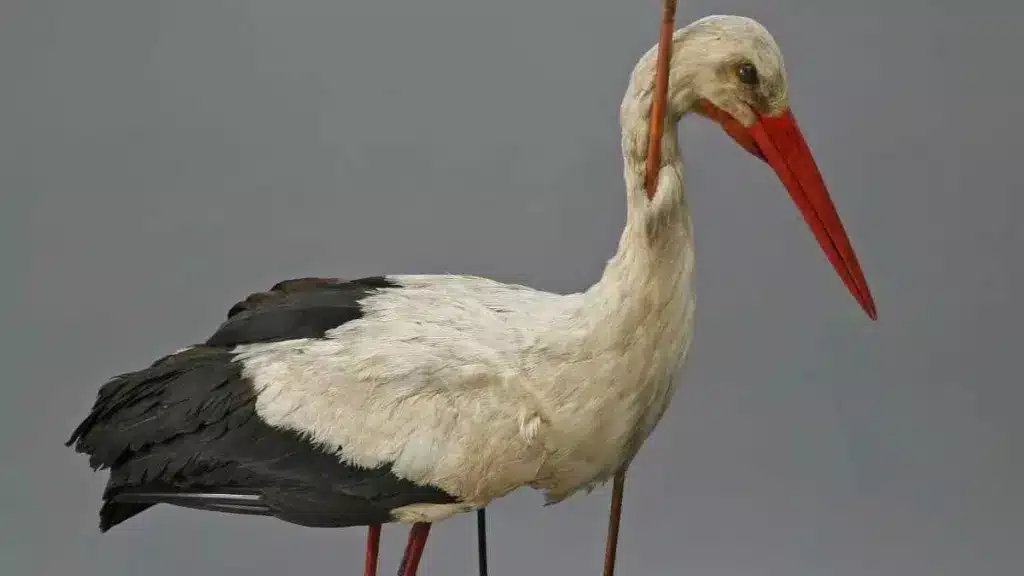 https://revistajaraysedal.es/wp-content/uploads/2021/08/pesca-galicia-puerto.jpg