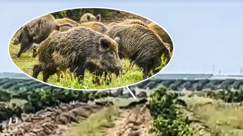 https://revistajaraysedal.es/wp-content/uploads/2021/08/pesca-galicia-puerto.jpg