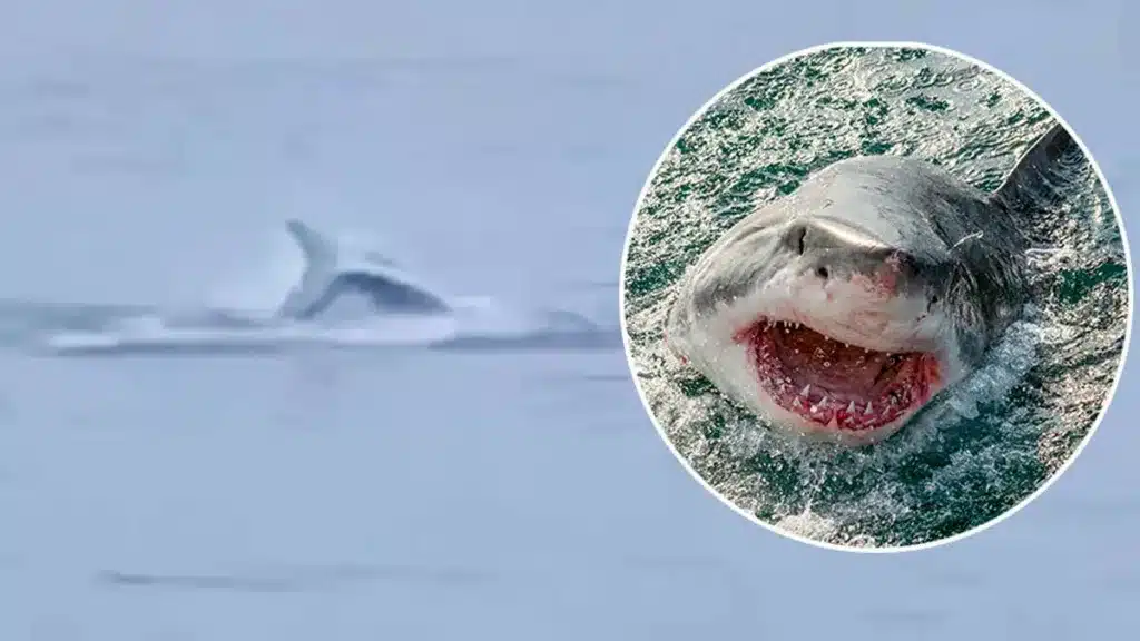 https://revistajaraysedal.es/wp-content/uploads/2021/08/pesca-galicia-puerto.jpg