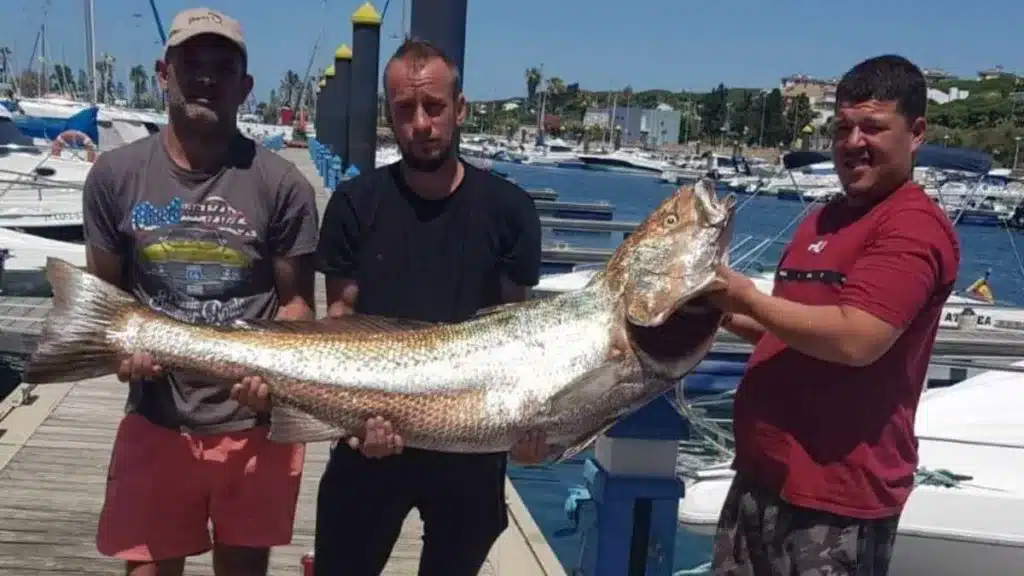 https://revistajaraysedal.es/wp-content/uploads/2021/08/pesca-galicia-puerto.jpg