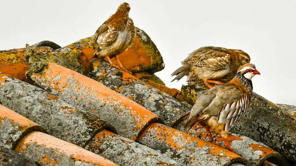 https://revistajaraysedal.es/wp-content/uploads/2021/08/pesca-galicia-puerto.jpg