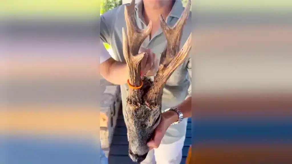 https://revistajaraysedal.es/wp-content/uploads/2021/08/pesca-galicia-puerto.jpg