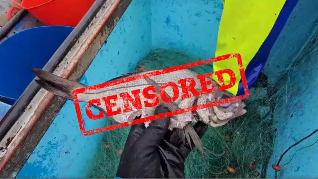 https://revistajaraysedal.es/wp-content/uploads/2021/08/pesca-galicia-puerto.jpg