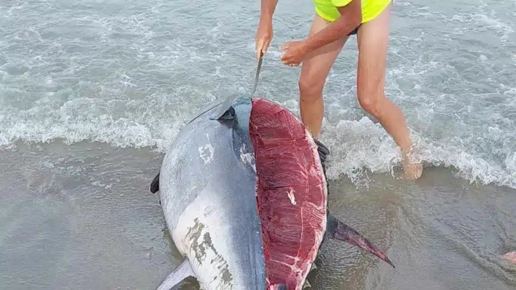 https://revistajaraysedal.es/wp-content/uploads/2021/08/pesca-galicia-puerto.jpg