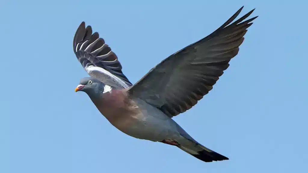https://revistajaraysedal.es/wp-content/uploads/2021/08/pesca-galicia-puerto.jpg