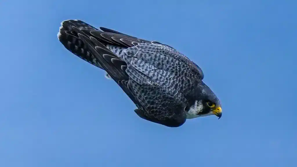 https://revistajaraysedal.es/wp-content/uploads/2021/08/pesca-galicia-puerto.jpg