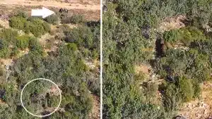 Una piara de jabalíes se pasea por delante del puesto de un montero que no consigue verlos