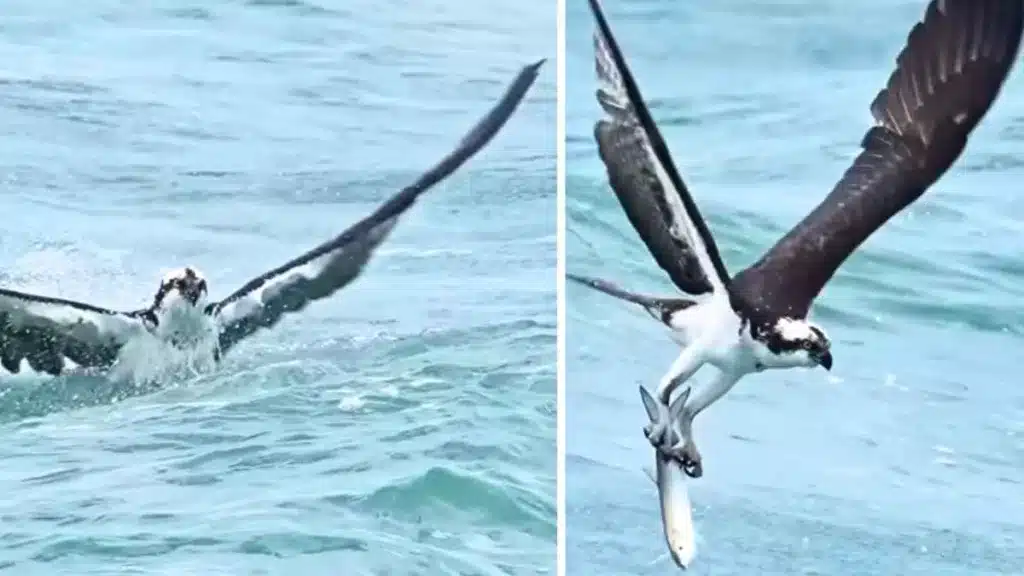 https://revistajaraysedal.es/wp-content/uploads/2021/08/pesca-galicia-puerto.jpg