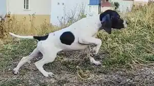 La increíble muestra y estilo de un cachorro de pointer que muestra una pieza de caza
