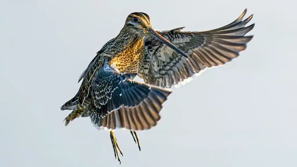 https://revistajaraysedal.es/wp-content/uploads/2021/08/pesca-galicia-puerto.jpg