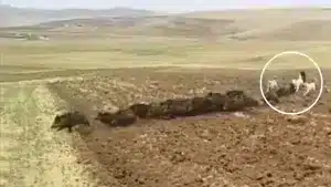 Cinco perros guardianes de ganado se enfrentan a una veintena jabalíes