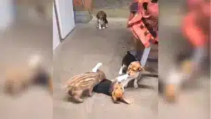 Graban a tres cachorros de caza jugando con una cría de jabalí