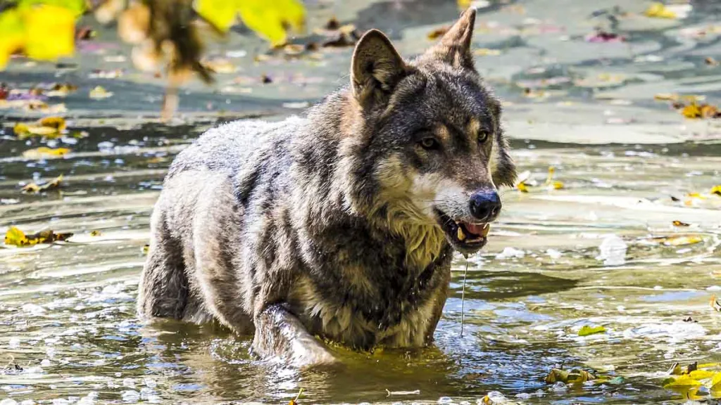 Canis lupus italicus