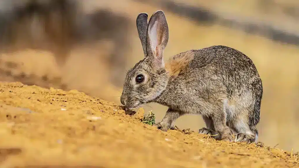 conejo daños