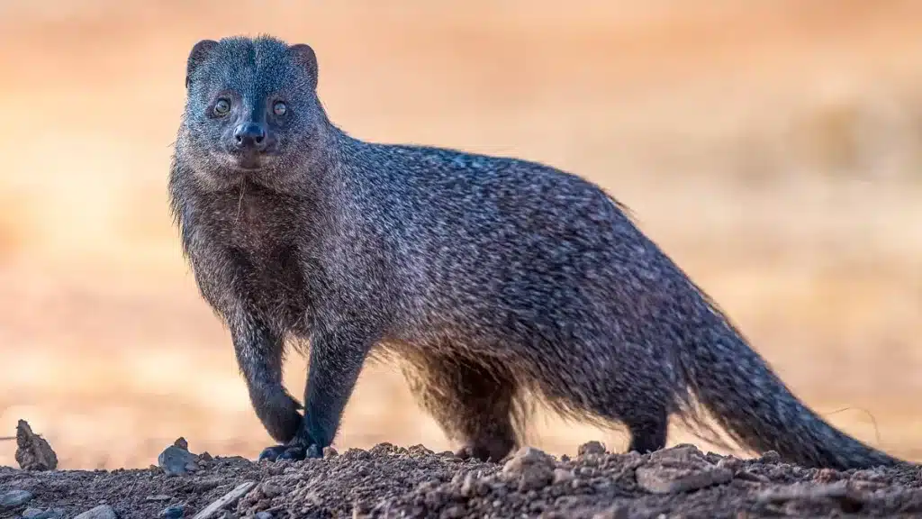 El meloncillo ya se puede controlar en Extremadura.