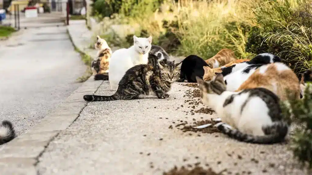 gatos callejeros