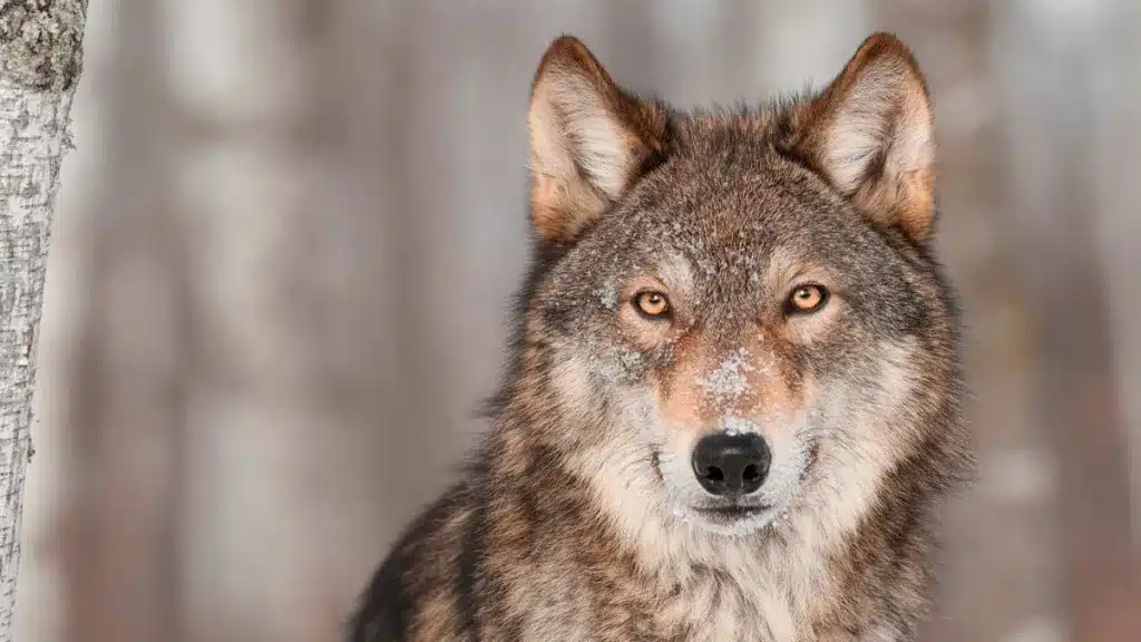 LOBO-GRIS