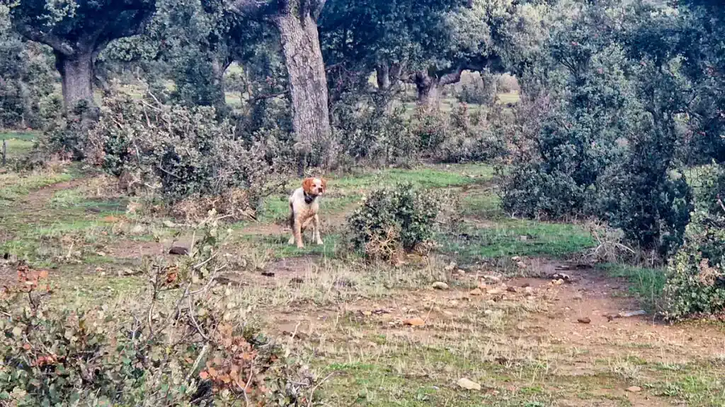 El perro de caza muestra la liebre.