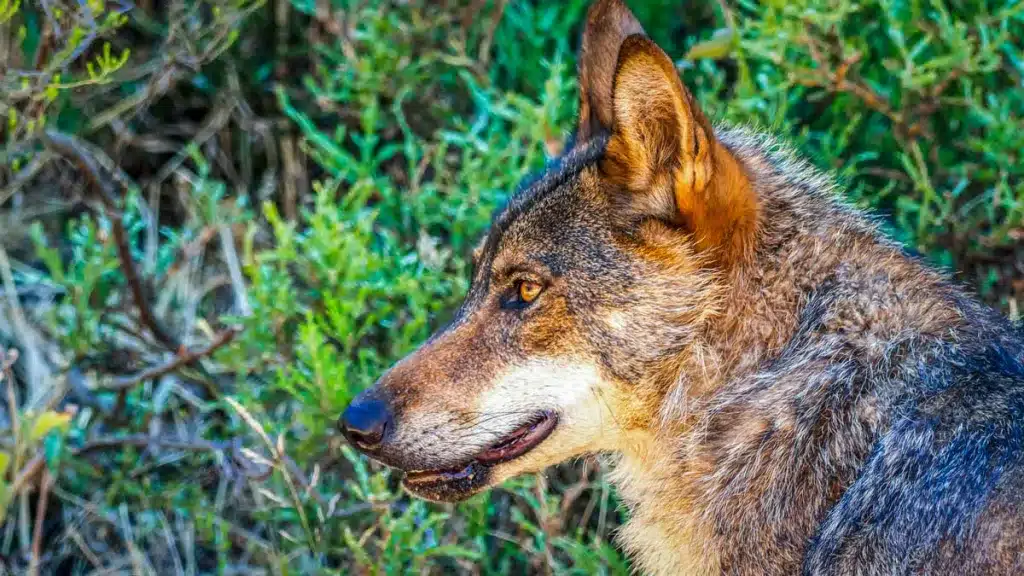 Lobo ibérico.