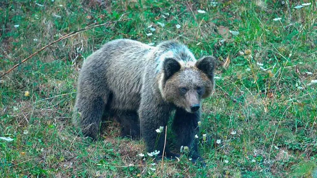 OSO-LEÓN
