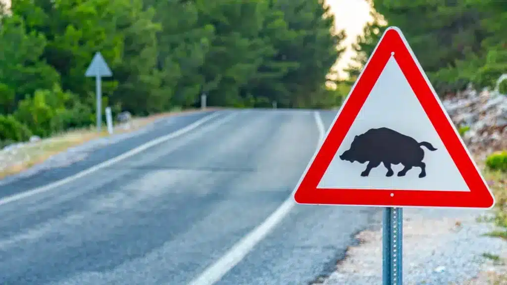 Señal que advierte del peligro de jabalíes en la carretera.