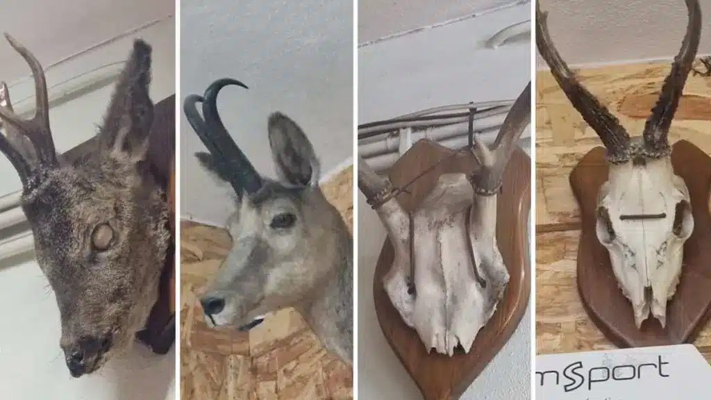 TAXIDERMIA-HORRORES